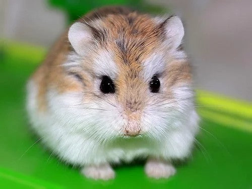 ROEDOR HAMSTER ROBOROWSKI $