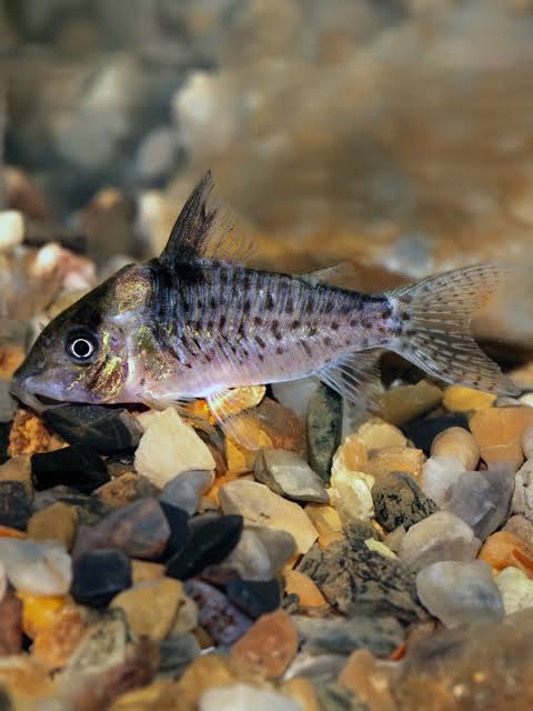 Peces Corydoras Melanistius