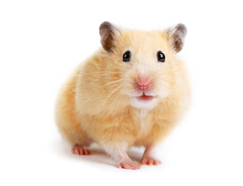 ROEDOR HAMSTER SIRIO $