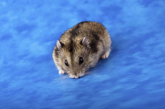 ROEDOR HAMSTER RUSO