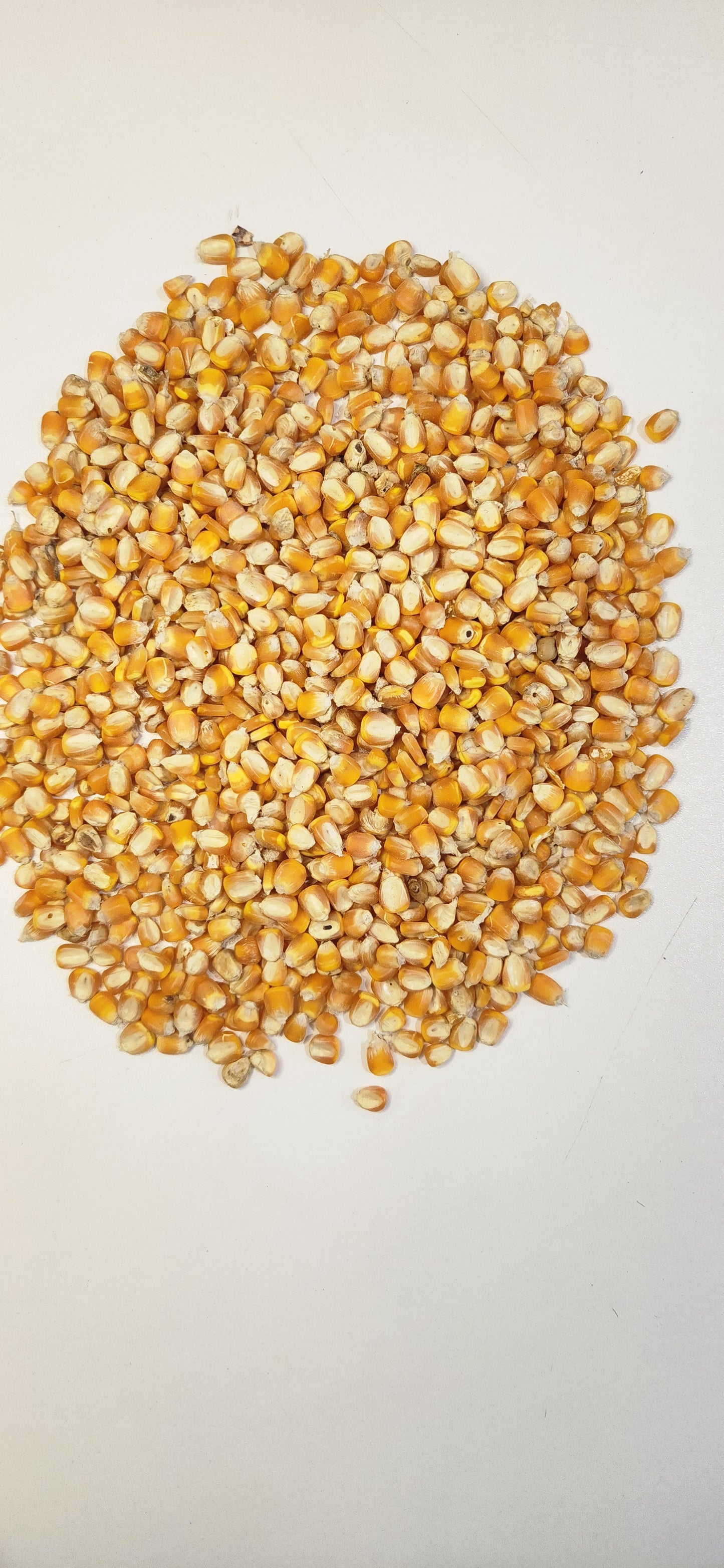 MAIZ ENTERO AMARILLO ALIMENTO P/AVES 40 kg$ SACO
