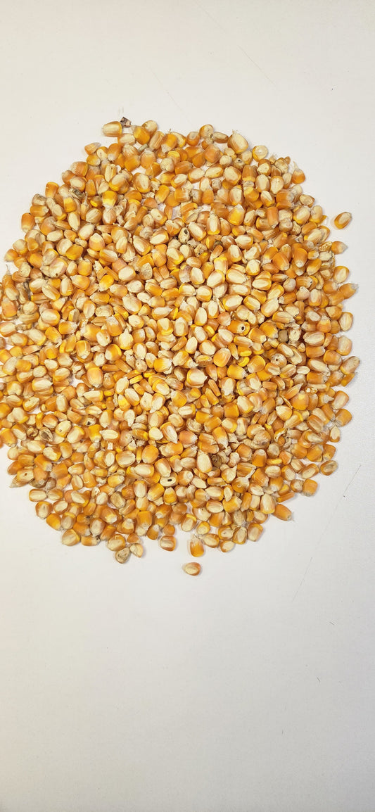 MAIZ ENTERO AMARILLO ALIMENTO P/AVES 40 kg$ SACO